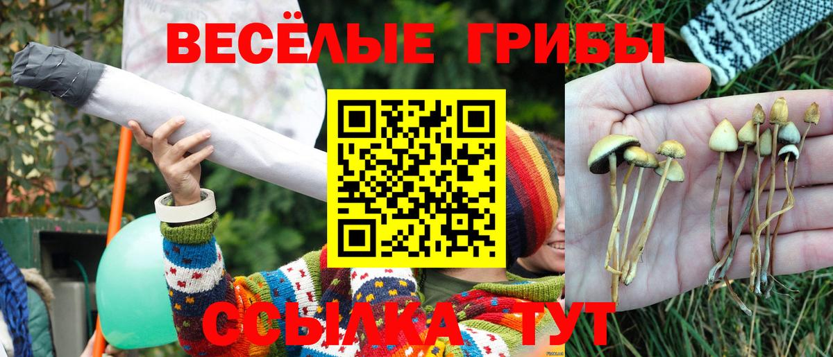 Псилоцибиновые грибы Psilocybine cubensis  где найти наркотики  Междуреченск  Вход с VPN  Псилоцибиновые грибы Psilocybe 